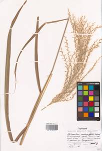 Miscanthus sacchariflorus (Maxim.) Hack., Siberia, Russian Far East (S6) (Russia)