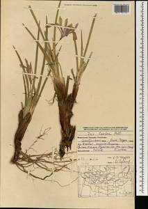 Iris lactea Pall., Mongolia (MONG) (Mongolia)