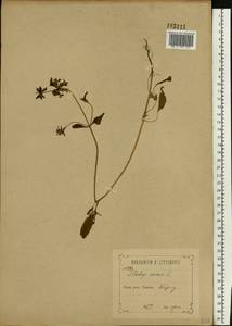 Stachys annua (L.) L., Eastern Europe, Central forest-and-steppe region (E6) (Russia)