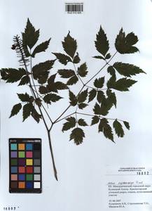 Actaea rubra subsp. rubra, Siberia, Altai & Sayany Mountains (S2) (Russia)