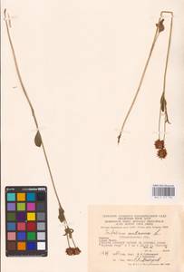 Trifolium montanum L., Eastern Europe, West Ukrainian region (E13) (Ukraine)