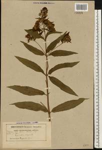 Lysimachia vulgaris L., Eastern Europe, Belarus (E3a) (Belarus)