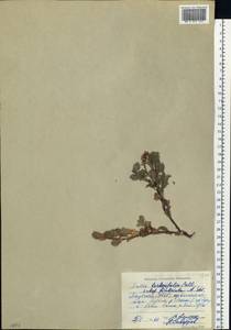 Salix berberifolia subsp. fimbriata A. K. Skvortsov, Siberia, Yakutia (S5) (Russia)
