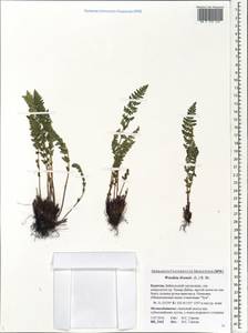 Woodsia ilvensis (L.) R. Br., Siberia, Baikal & Transbaikal region (S4) (Russia)