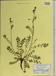 Poterium sanguisorba, Eastern Europe, Central forest-and-steppe region (E6) (Russia)