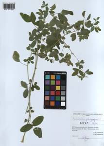 KUZ 001 051, Medicago platycarpos (L.) Trautv., Siberia, Altai & Sayany Mountains (S2) (Russia)