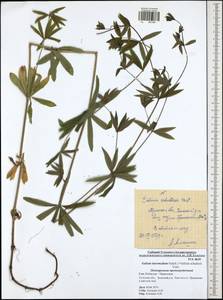 Galium intermedium Schult., Eastern Europe, Central region (E4) (Russia)