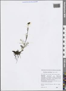 Tanacetum pulchellum Sch. Bip., Siberia, Baikal & Transbaikal region (S4) (Russia)
