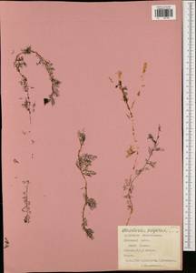 Utricularia vulgaris L., Eastern Europe, Central region (E4) (Russia)