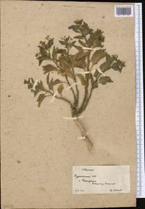 Solanum, Middle Asia, Karakum (M6) (Turkmenistan)