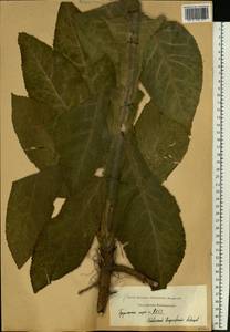 Verbascum densiflorum Bertol., Eastern Europe, Central region (E4) (Russia)