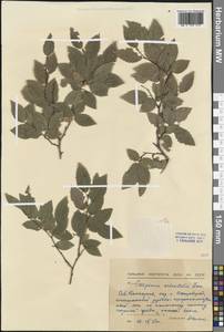 Carpinus orientalis Mill., Western Europe (EUR) (Bulgaria)