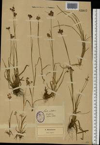 Luzula multiflora (Ehrh.) Lej., Eastern Europe, North-Western region (E2) (Russia)