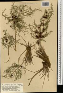 Asparagus gobicus N.A.Ivanova ex Grubov, Mongolia (MONG) (Mongolia)