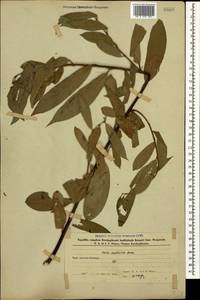Salix excelsa J.F.Gmel., Caucasus, Azerbaijan (K6) (Azerbaijan)