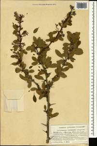 Berberis iberica Stev. & Fisch. ex DC., Caucasus, Azerbaijan (K6) (Azerbaijan)