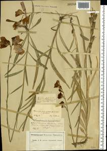 Campanula persicifolia L., Eastern Europe, Central forest-and-steppe region (E6) (Russia)