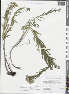 Galatella biflora (L.) Nees, Eastern Europe, Lower Volga region (E9) (Russia)