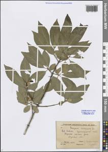 Euonymus europaeus L., Caucasus, Krasnodar Krai & Adygea (K1a) (Russia)