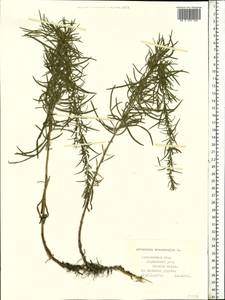 Artemisia dracunculus L., Eastern Europe, Central forest region (E5) (Russia)
