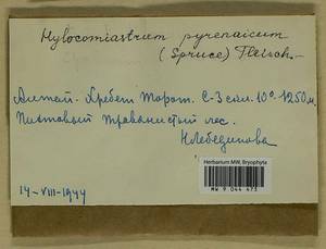 Hylocomiastrum pyrenaicum (Spruce) M. Fleisch. ex Broth., Bryophytes, Bryophytes - Western Siberia (including Altai) (B15) (Russia)