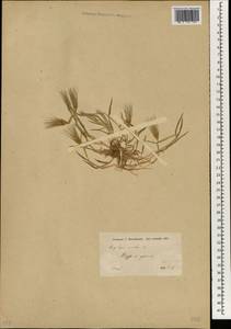 Aegilops geniculata Roth, South Asia, South Asia (Asia outside ex-Soviet states and Mongolia) (ASIA) (Syria)