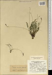 Oxytropis coerulea (Pall.)DC., Mongolia (MONG) (Mongolia)