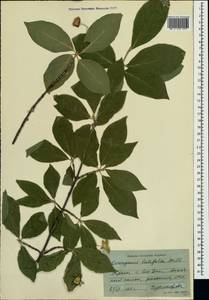 Euonymus latifolius (L.) Mill., Crimea (KRYM) (Russia)