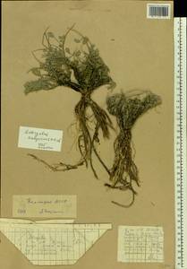 Astragalus calycinus Bieb., Eastern Europe, Lower Volga region (E9) (Russia)
