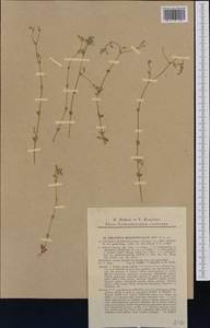 Cerastium brachypetalum subsp. tauricum (Spreng.) Murb., Western Europe (EUR) (Slovakia)