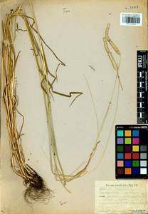 Phleum pratense L., Siberia, Baikal & Transbaikal region (S4) (Russia)