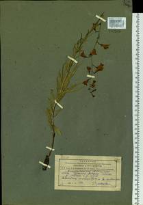 Adenophora gmelinii subsp. gmelinii, Siberia, Altai & Sayany Mountains (S2) (Russia)