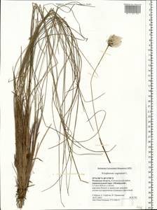 Eriophorum vaginatum L., Eastern Europe, Central region (E4) (Russia)