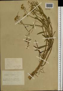 Rorippa amphibia (L.) Besser, Siberia, Altai & Sayany Mountains (S2) (Russia)