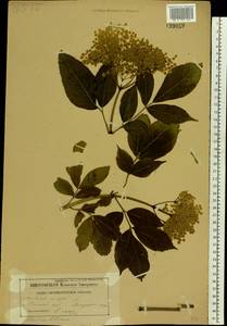 Sambucus nigra L., Eastern Europe, Belarus (E3a) (Belarus)
