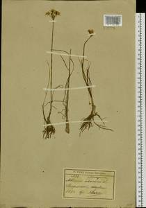 Allium ramosum L., Siberia, Baikal & Transbaikal region (S4) (Russia)