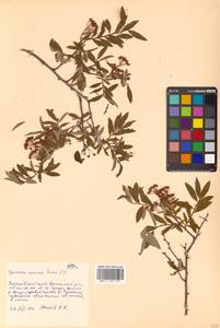 Spiraea media Schmidt, Siberia, Russian Far East (S6) (Russia)