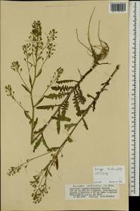 Rorippa barbareifolia (DC.) Kitag., Mongolia (MONG) (Mongolia)
