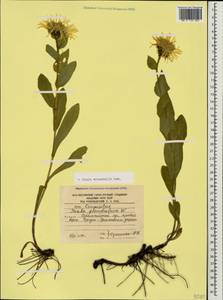 Pentanema orientale (Lam.) D. Gut. Larr., Santos-Vicente, Anderb., E. Rico & M. M. Mart. Ort., Caucasus, South Ossetia (K4b) (South Ossetia)