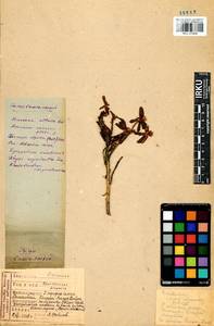 Rhododendron adamsii Rehder, Siberia, Baikal & Transbaikal region (S4) (Russia)