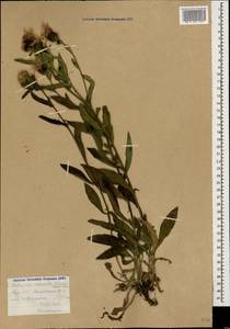 Centaurea phrygia subsp. abbreviata (C. Koch) Dostál, Caucasus, Armenia (K5) (Armenia)