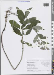Mentha longifolia (L.) L., Eastern Europe, Central region (E4) (Russia)