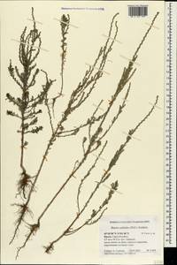 Sedobassia sedoides (Pall.) Freitag & G.Kadereit, Crimea (KRYM) (Russia)