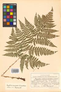 Dryopteris amurensis × austriaca, Siberia, Russian Far East (S6) (Russia)