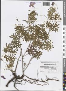 Geranium sanguineum L., Caucasus, Black Sea Shore (from Novorossiysk to Adler) (K3) (Russia)
