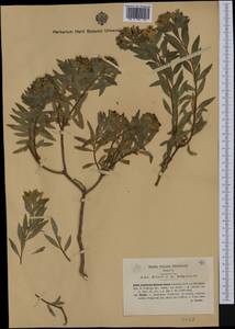 Euphorbia bivonae Steud., Western Europe (EUR) (Italy)