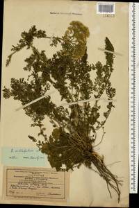 Achillea millefolium L., Caucasus, Azerbaijan (K6) (Azerbaijan)