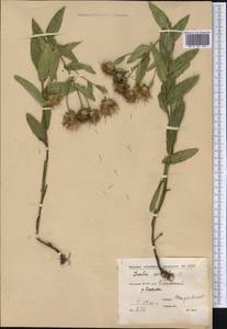 Pentanema salicinum (L.) D. Gut. Larr., Santos-Vicente, Anderb., E. Rico & M. M. Mart. Ort., Siberia, Yakutia (S5) (Russia)