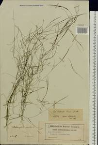 Potamogeton trichoides Cham. & Schltdl., Eastern Europe, Central region (E4) (Russia)