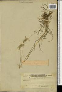 Bothriochloa ischaemum (L.) Keng, Caucasus, Azerbaijan (K6) (Azerbaijan)